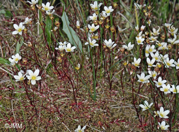 Saxifraga hypnoides