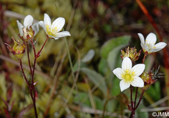 Saxifraga hypnoides