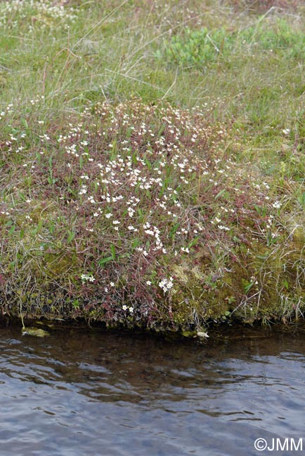 Saxifraga hypnoides