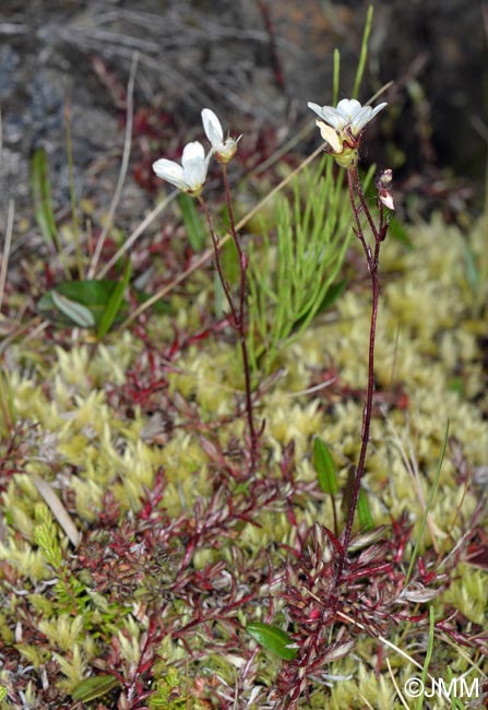 Saxifraga hypnoides