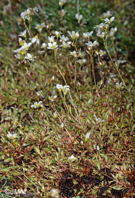 Saxifraga hypnoides