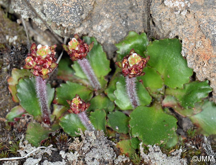 Saxifraga nivalis = Micranthes nivalis