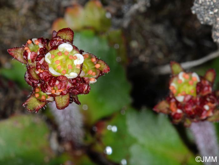 Saxifraga nivalis = Micranthes nivalis