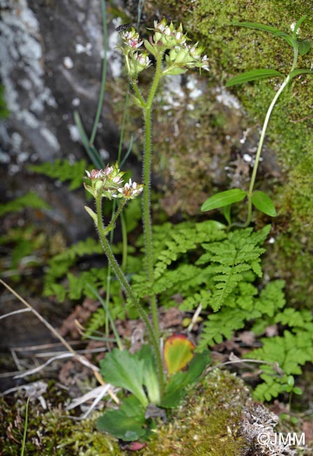 Saxifraga nivalis & Cystopteris fragilis