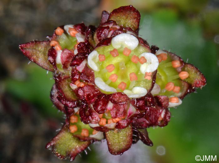 Saxifraga nivalis = Micranthes nivalis