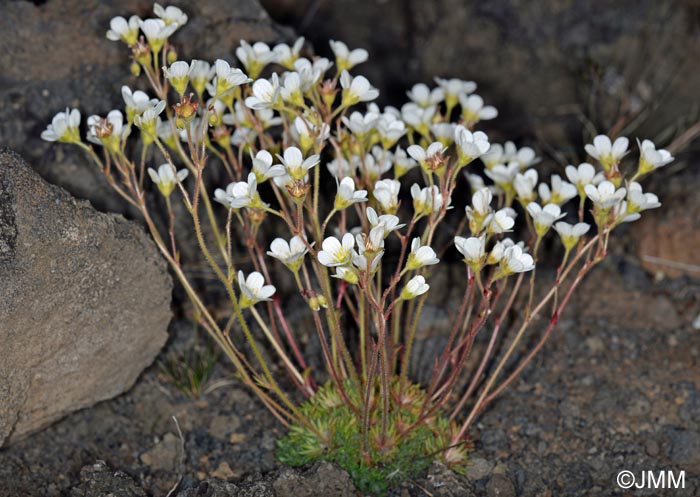 Saxifraga rosacea subsp. rosacea