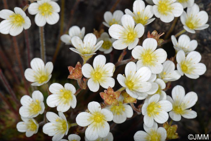 Saxifraga rosacea subsp. rosacea