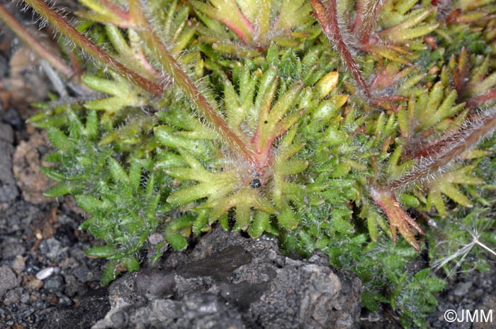 Saxifraga rosacea subsp. rosacea