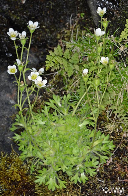 Saxifraga rosacea subsp. rosacea