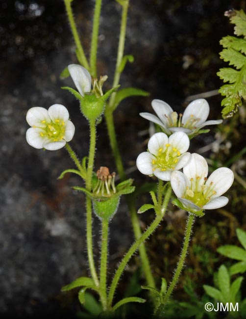 Saxifraga rosacea subsp. rosacea