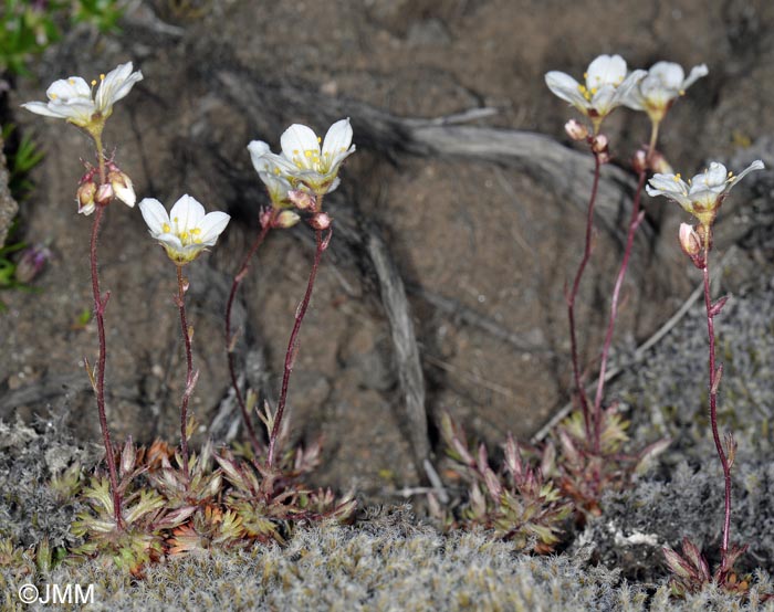 Saxifraga rosacea subsp. rosacea