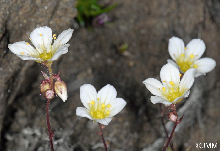 Saxifraga rosacea subsp. rosacea