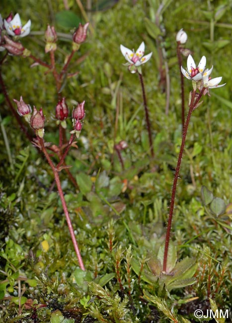 Saxifraga stellaris subsp. stellaris = Micranthes stellaris subsp. stellaris