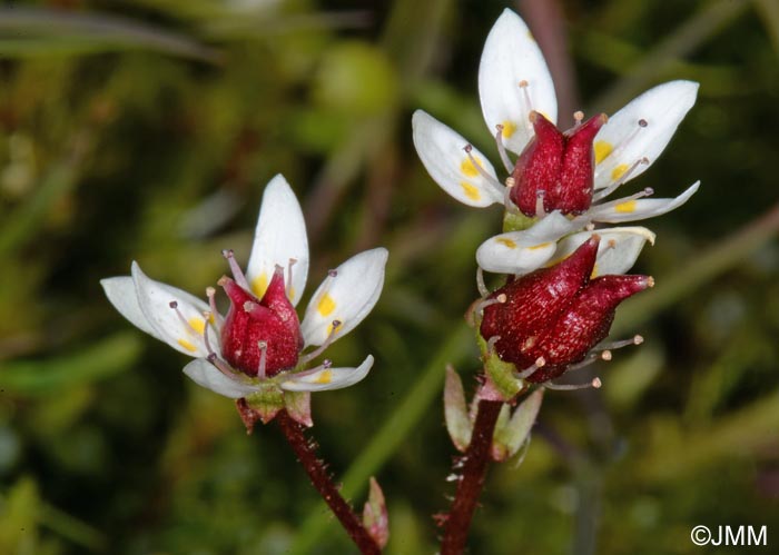 Saxifraga stellaris subsp. stellaris = Micranthes stellaris subsp. stellaris