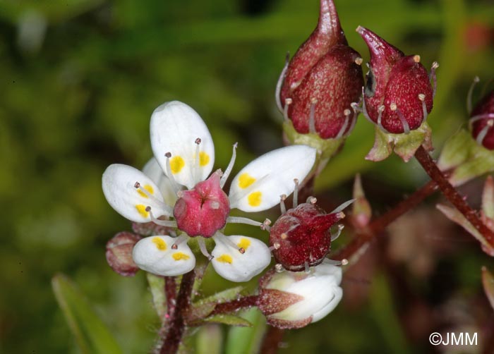 Saxifraga stellaris subsp. stellaris = Micranthes stellaris subsp. stellaris