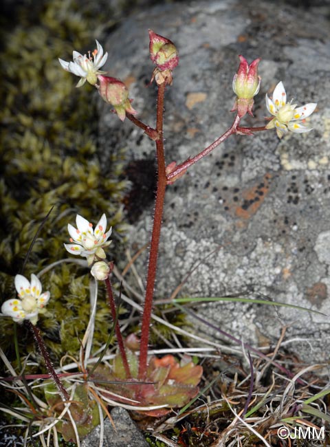 Saxifraga tenuis = Micranthes tenuis