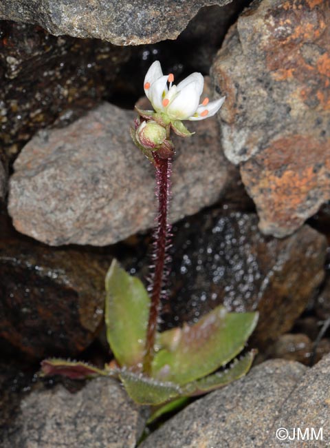 Saxifraga tenuis = Micranthes tenuis