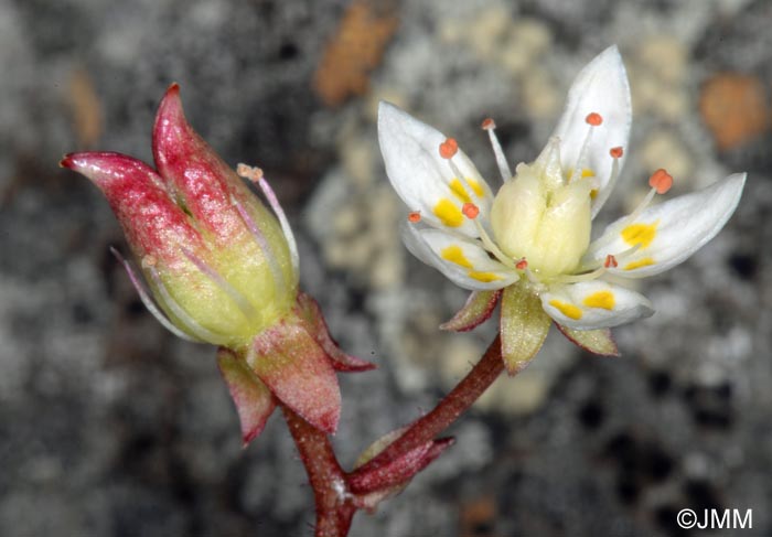 Saxifraga tenuis = Micranthes tenuis