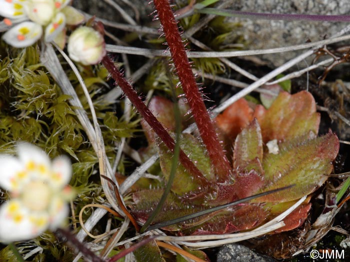 Saxifraga tenuis = Micranthes tenuis