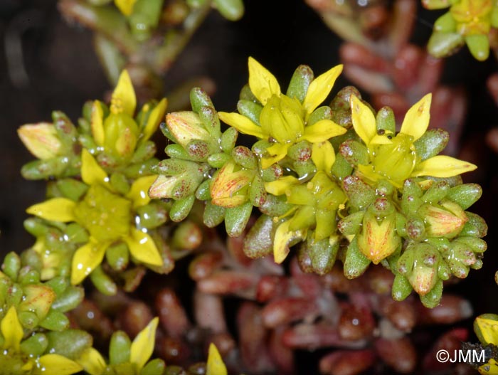 Sedum annuum