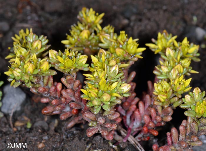 Sedum annuum