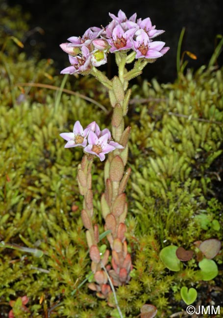 Sedum villosum