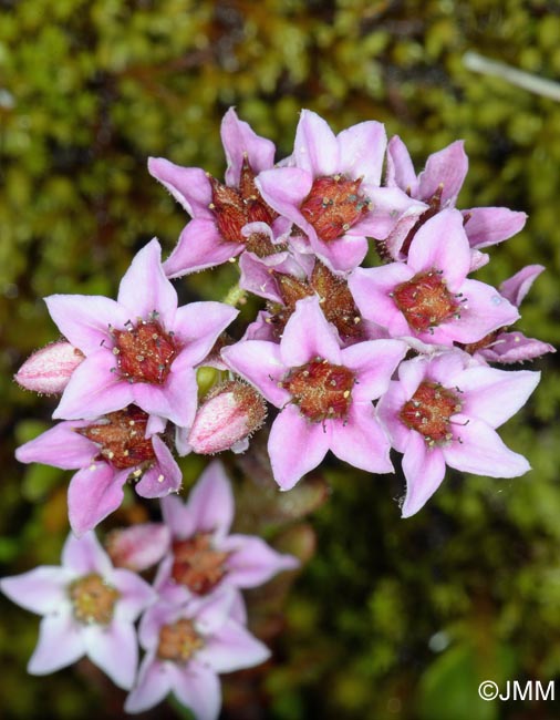 Sedum villosum