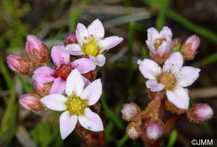 Sedum villosum