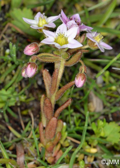 Sedum villosum