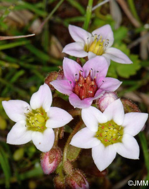 Sedum villosum