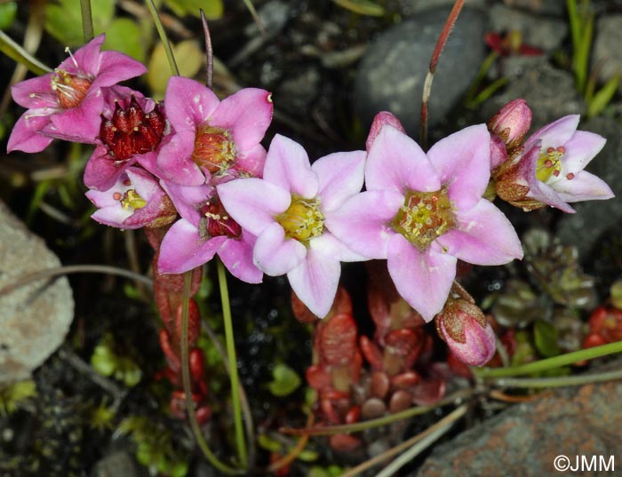 Sedum villosum