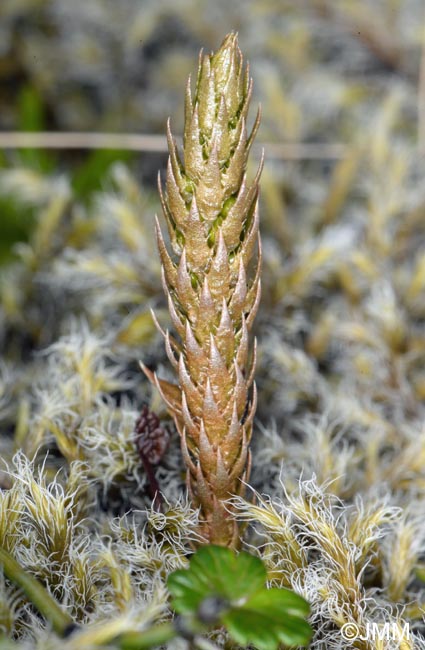 Selaginella selaginoides