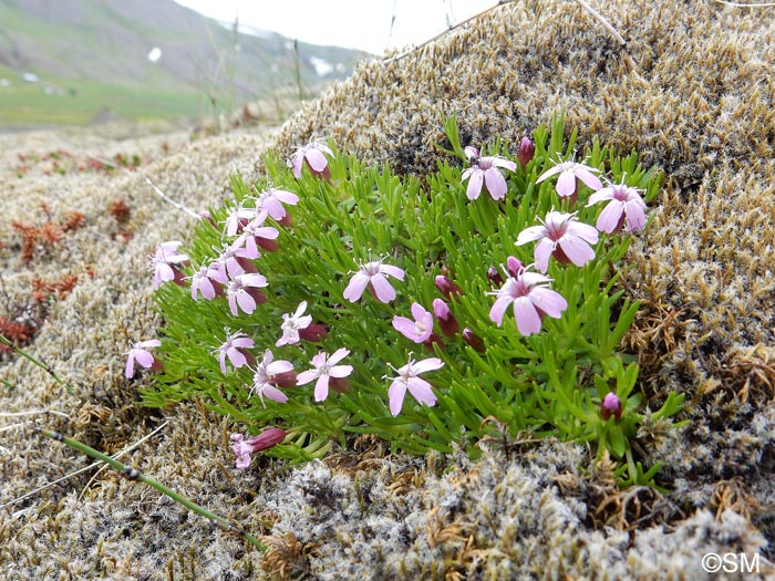 Silene acaulis subsp. acaulis