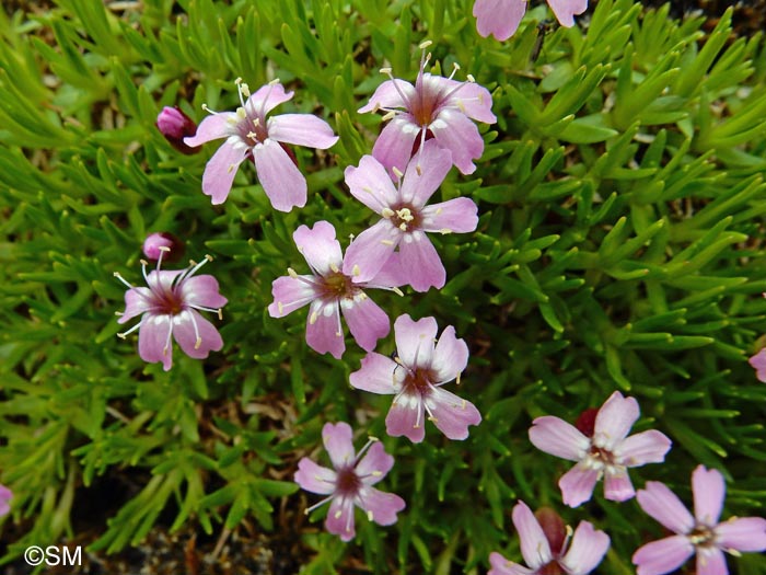 Silene acaulis subsp. acaulis