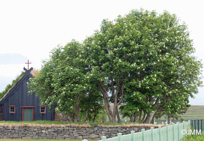 Sorbus aucuparia