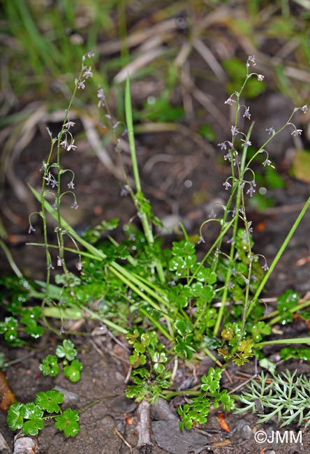 Thalictrum alpinum