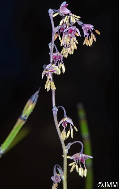 Thalictrum alpinum