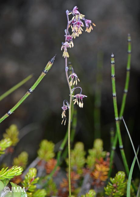 Equisetum variegatum & Thalictrum alpinum 