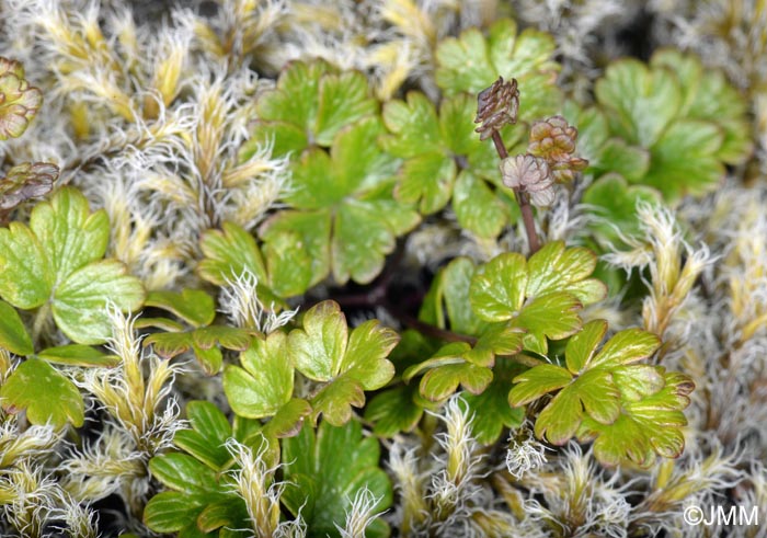 Thalictrum alpinum