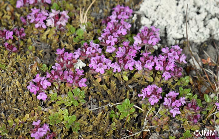 Thymus praecox subsp. arcticus