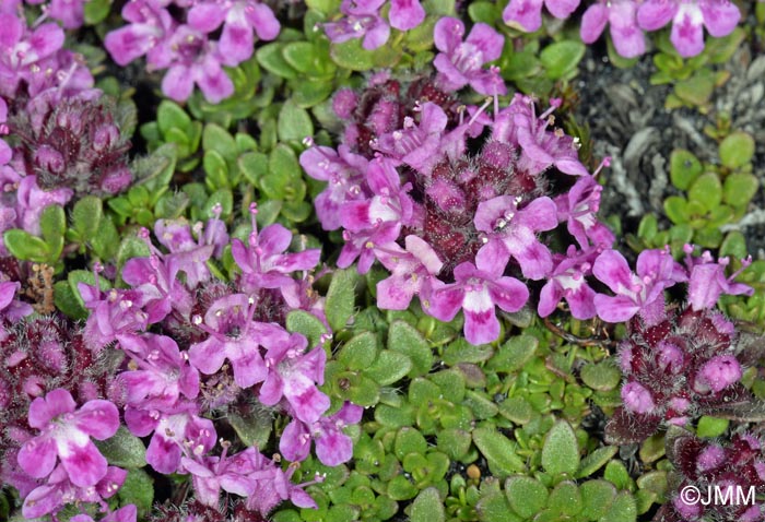 Thymus praecox subsp. arcticus