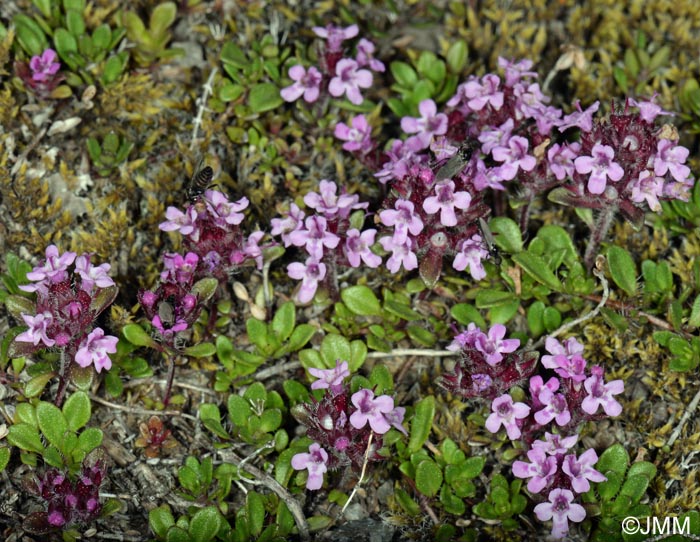 Thymus praecox subsp. arcticus