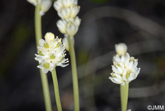 Tofieldia pusilla