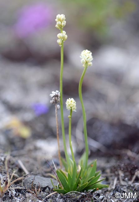 Tofieldia pusilla