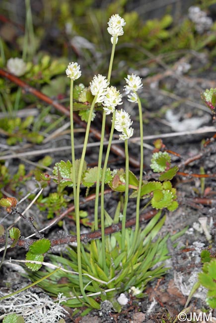 Tofieldia pusilla