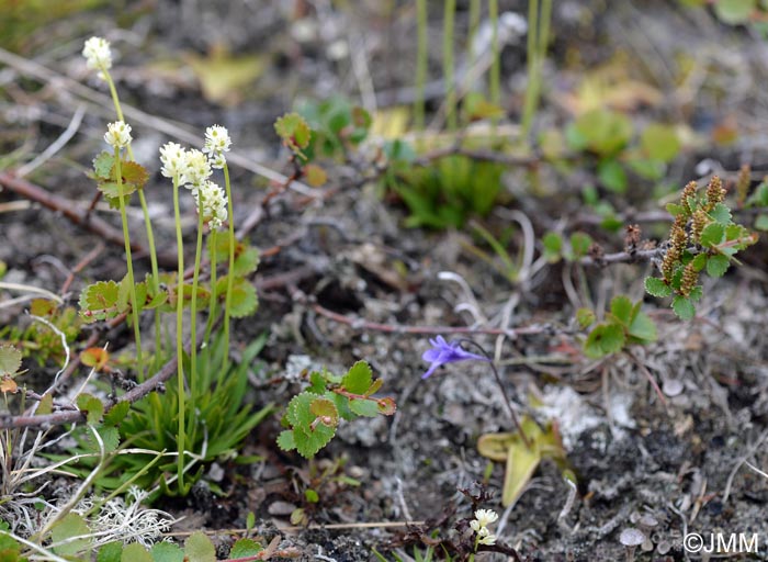 Tofieldia pusilla & Betula nana & Pinguicula vulgaris