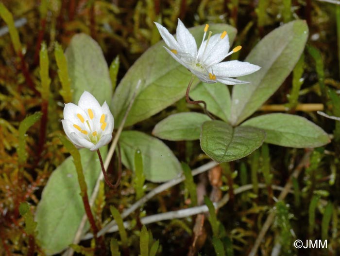 Trientalis europaea