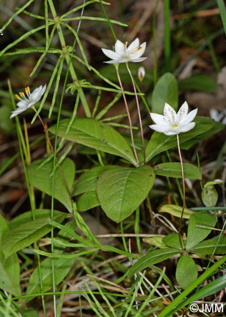 Trientalis europaea