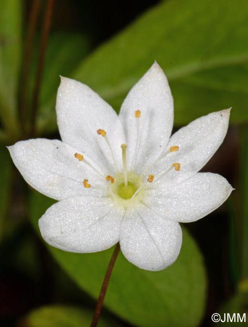 Trientalis europaea