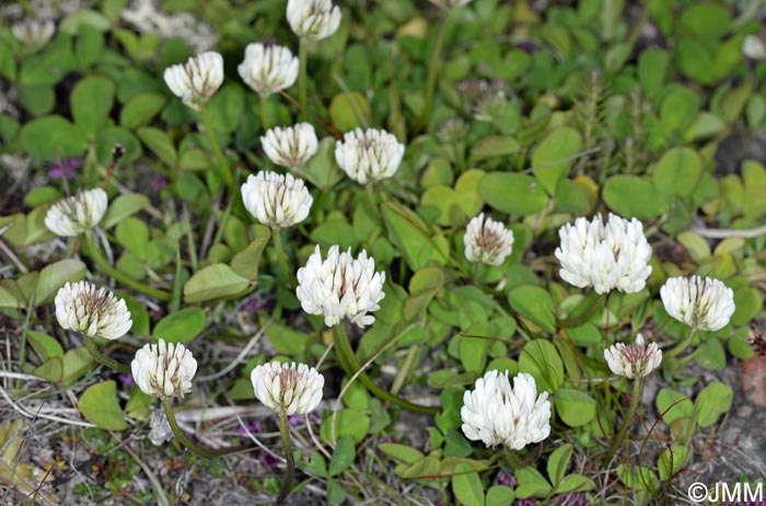 Trifolium repens